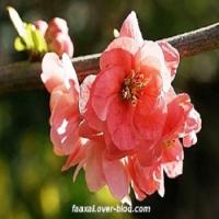 cognassier-du-japon-fleur-chaenomeles-speciosa.jpg