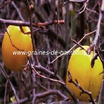 cognassier-du-japon-fruit-chaenomeles-speciosa-www-graines-de-bambous-fr.jpg