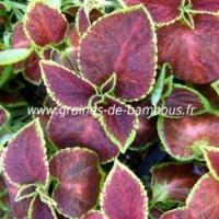 Coleus arc en ciel ameliore