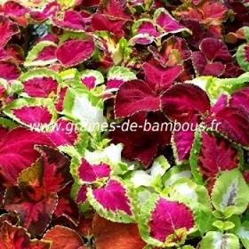 Coleus blumei