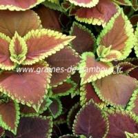 Coleus solenostemon