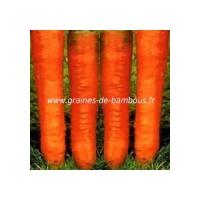 Colmar carotte graines de bambous fr
