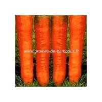Colmar carotte graines de bambous fr