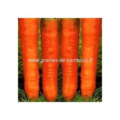 Graines carotte de colmar ou flakkee