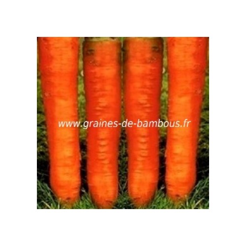 Colmar carotte graines de bambous fr