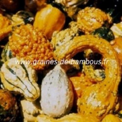 Coloquinte petit et grand fruit graines de bambous fr