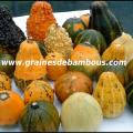 coloquintes-site.jpg