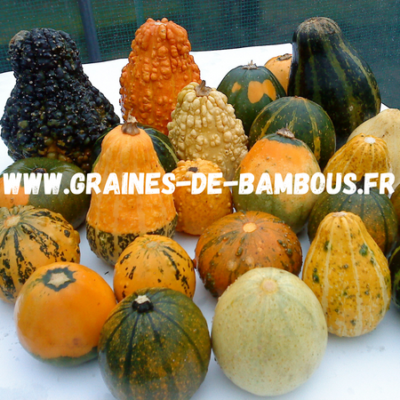 Coloquintes www graines de bambous fr 1