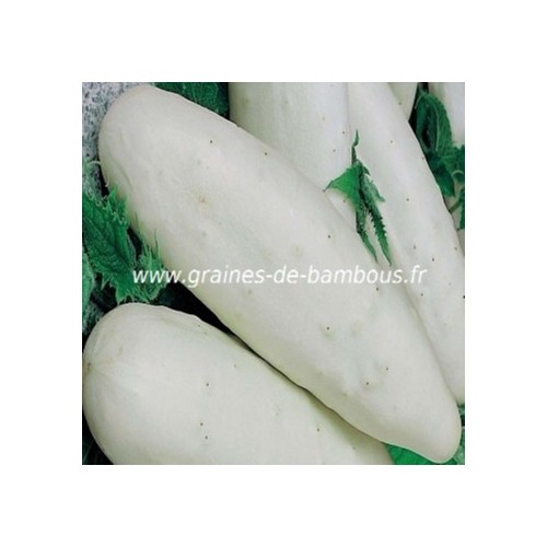 Concombre blanc variete white wonder