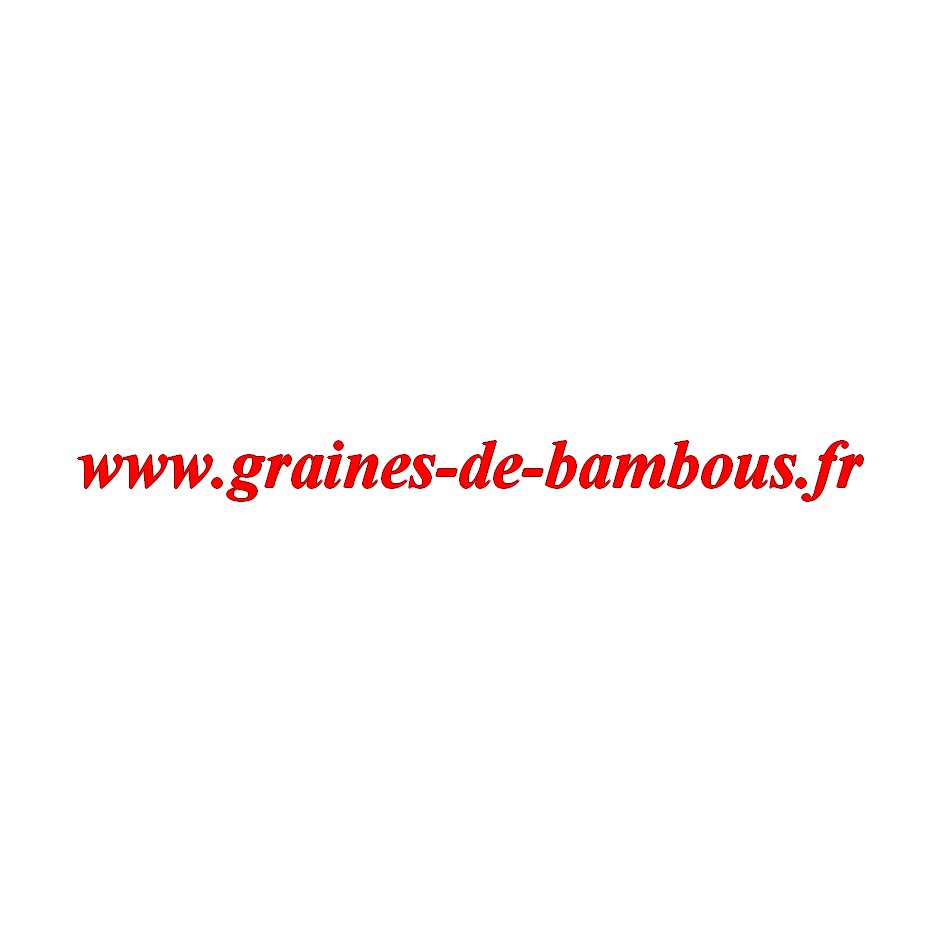 Concombre de chine sur graines de bambous fr