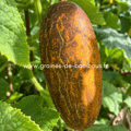 Concombre kaiser alexander www graines de bambous fr