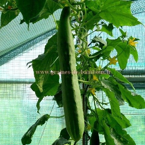 Concombre long de chine cucumis sativus