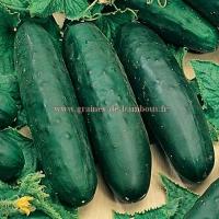 Concombre marketmore graines cucumis sativus