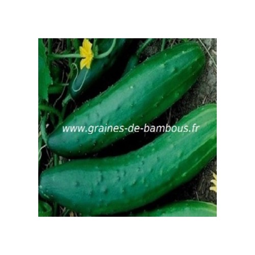 Concombre marketmore sur ww graines de bambous fr