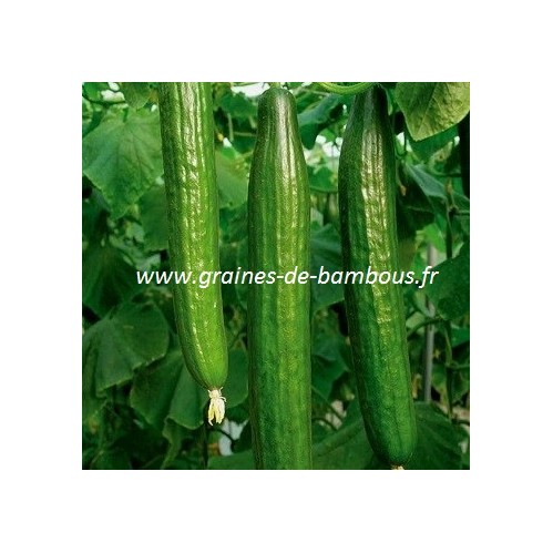 Concombre variete vert long de chine