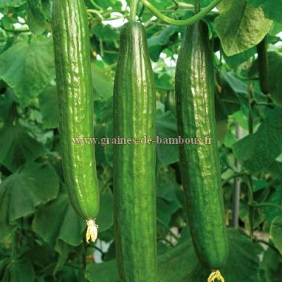 Graines concombre long de chine