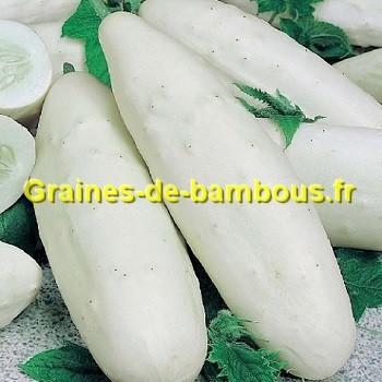 Concombre white wonder graines