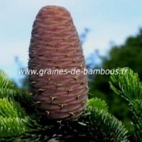 Cone sapin de nordmann abies nordmanniana