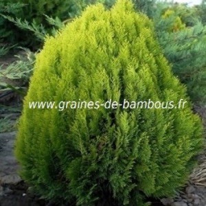 Conifere thuya orientalis nana graines de bambous fr