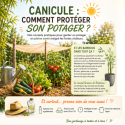 Conseils canicule www graines de bambous fr