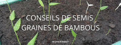 Conseils de semis graines de bambous fr