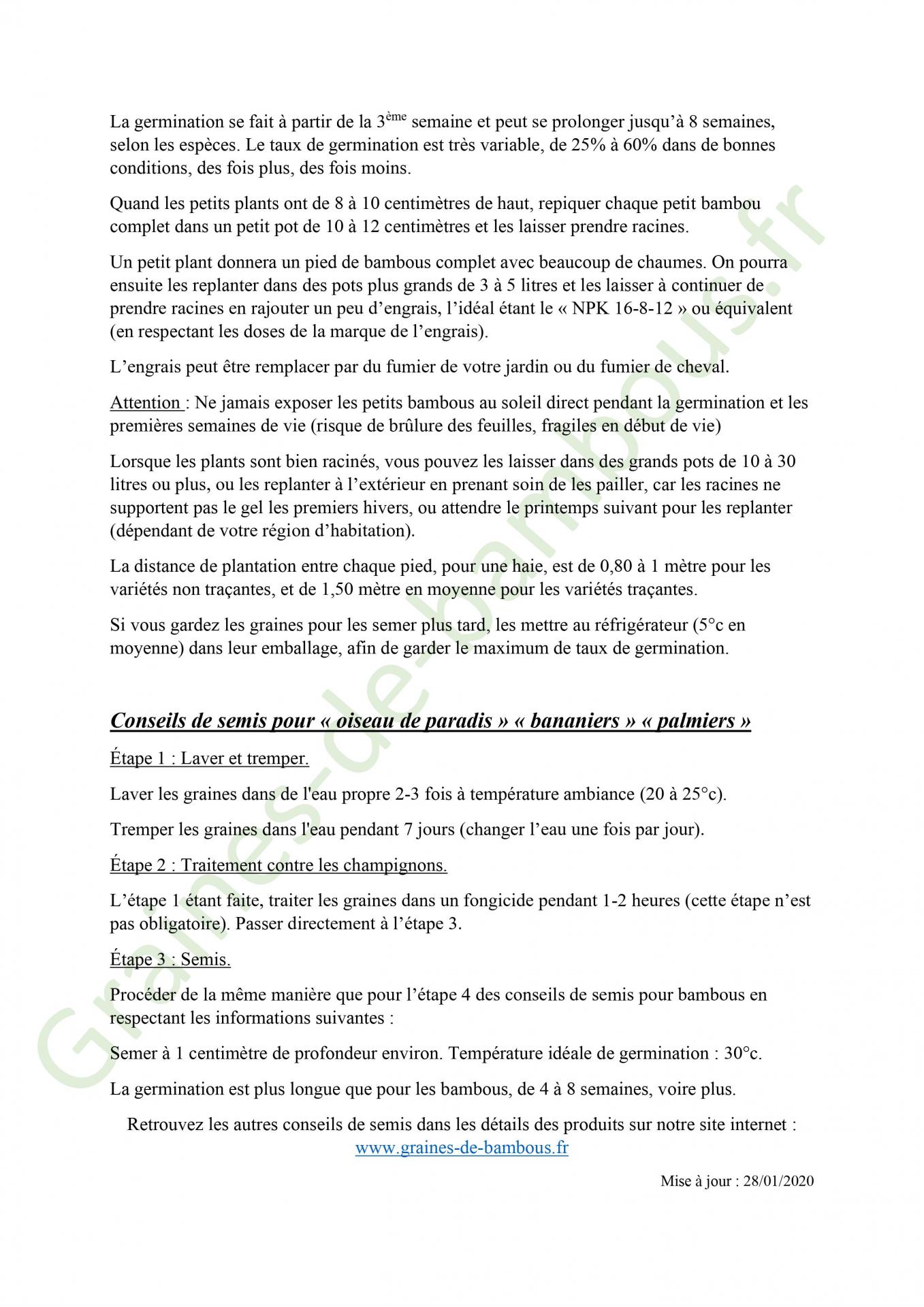 Conseils semis bambous page 2