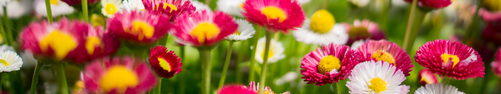 FLEURS