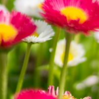 FLEURS