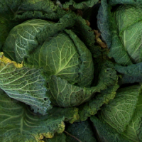 POTAGER