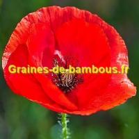 Coquelicot fleur rouge