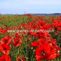 Coquelicot rouge