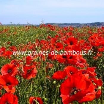 Coquelicot rouge réf.721