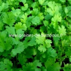 Graines de Coriandre, Coriandrum sativum, Aromatique