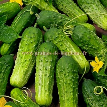 Cornichon 2