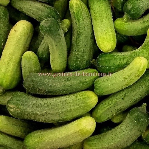 Graines de Cornichon Vert Petit de Paris, potager Meilland Richardier