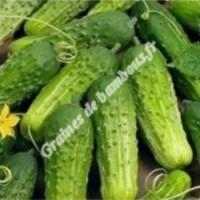 Cornichon