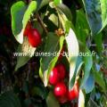 Cornouiller mâle (Cornus mas) réf.292