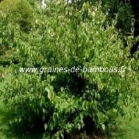 cornouiller-cornus-mas-www-graines-de-bambous-fr.jpg