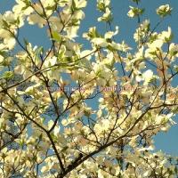 Cornouiller en fleurs