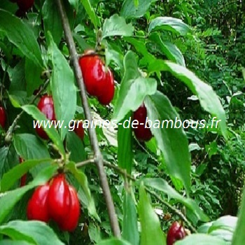 cornouiller-male-fruits-www-graines-de-bambous-fr.jpg
