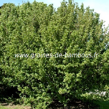 cornouiller-male-www-graines-de-bambous-fr.jpg
