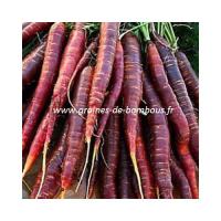 Cosmic purple graines de carotte violette