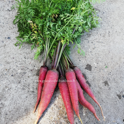 Graines Potagères de Carotte Mercado de Paris 3 - Plantes potagères