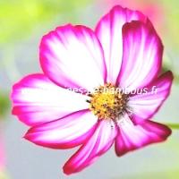 Cosmos bipinnatus picotee graines