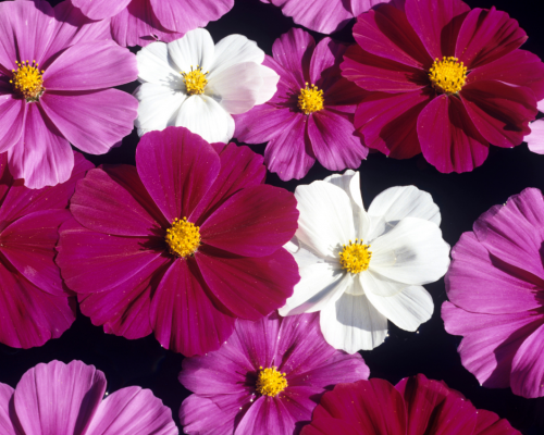 Cosmos bipinnatus psyche mixed 1