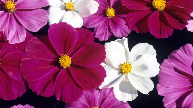 Graines de Fleurs Annuelles