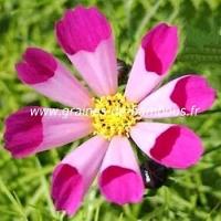 Cosmos bipinnatus seashells