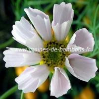 Cosmos blanc graines