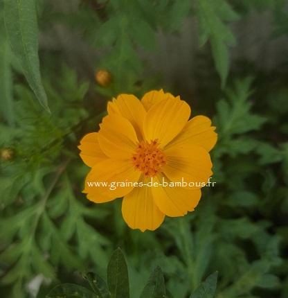 Cosmos LEMON Crest GRAINES DE BAMBOUS