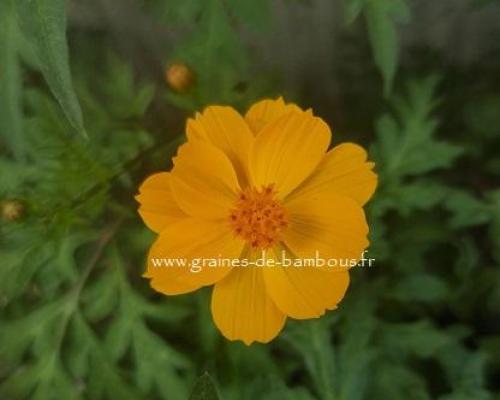 Cosmos lemon crest graines de bambous fr